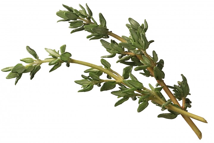 sprig of thyme isolated on a white background