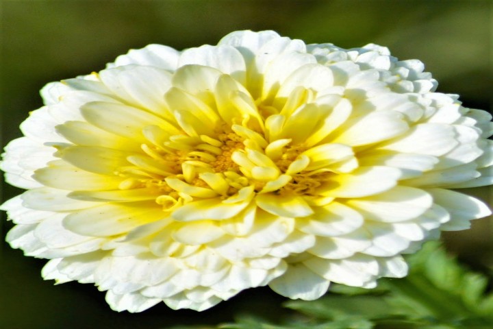 white and yellow color flower bloom of Chrysanthemum