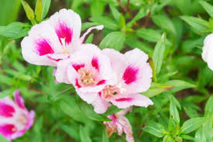 pink & white Clarkia Flowers plant 