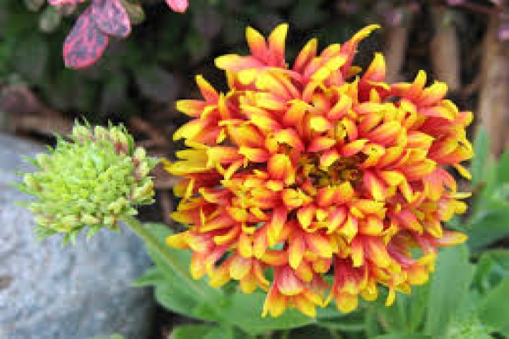 close up image Galanda flower 