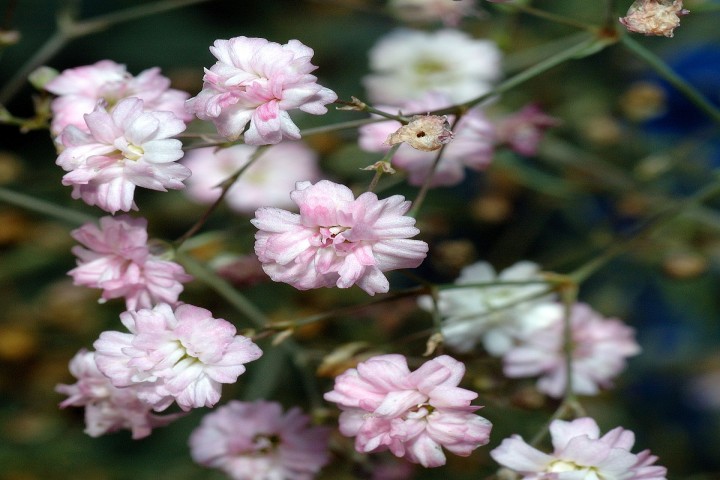 pink Gypsophila flowers branch 