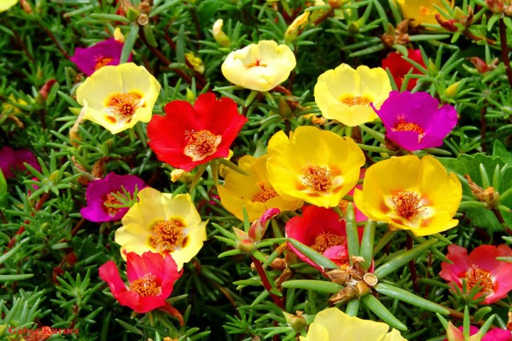 colored Portulaca flower plant 