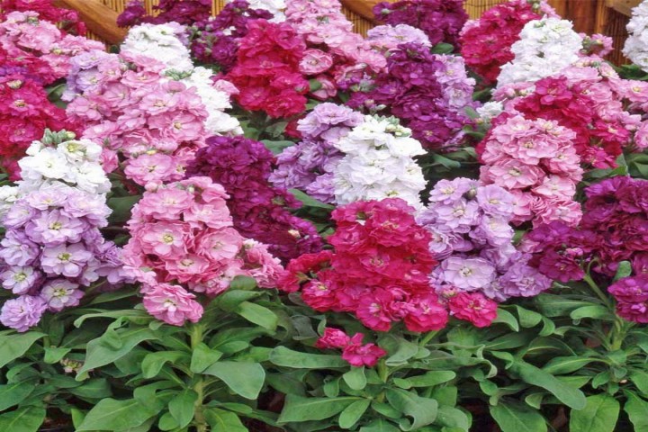 mix color stock flower plants 