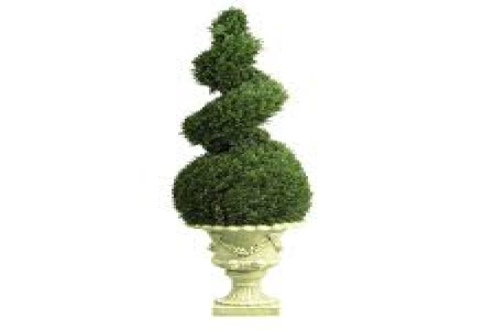 topiary plants with pot 